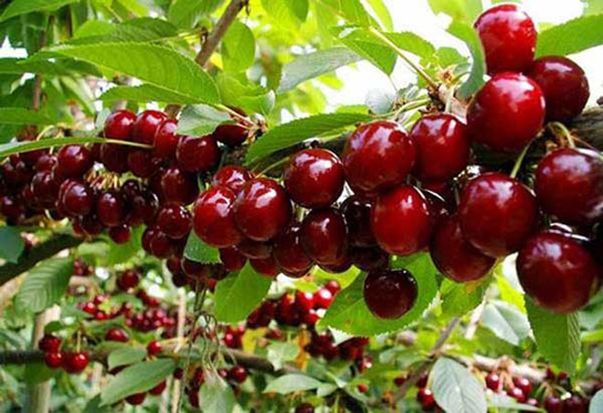 Cherry chứa chất chống oxy hóa