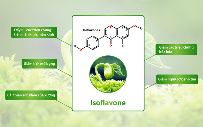 isoflavone trong chế độ ăn cho người bị loãng xương