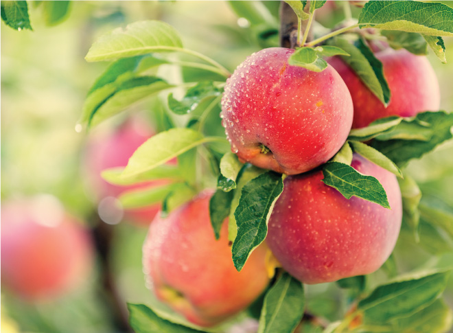 Ăn táo mỗi ngày rất tốt cho sức khỏe