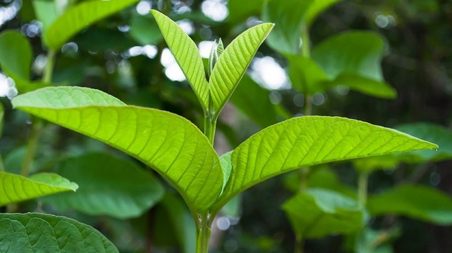 Lá ổi là loại lá dễ tìm thấy ngoài thực tế, hỗ trợ điều trị bệnh tiểu đường