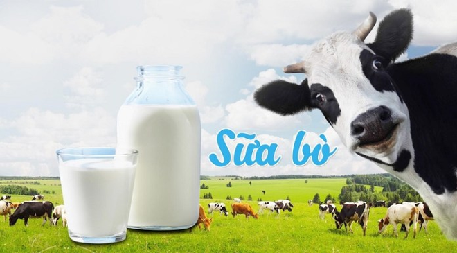 Sữa bò là sữa động vật tốt cho hệ tim mạch