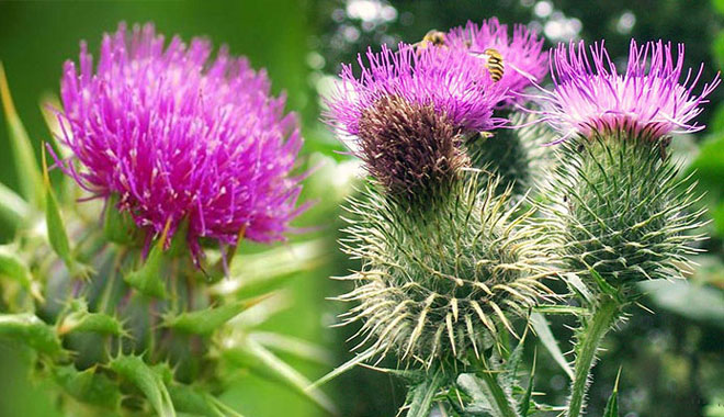 Cây kế sữa giúp kiểm soát lượng đường trong máu