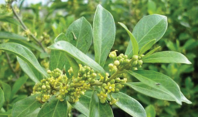 Dây thìa canh giúp giảm đường huyết cho người bệnh tiểu đường