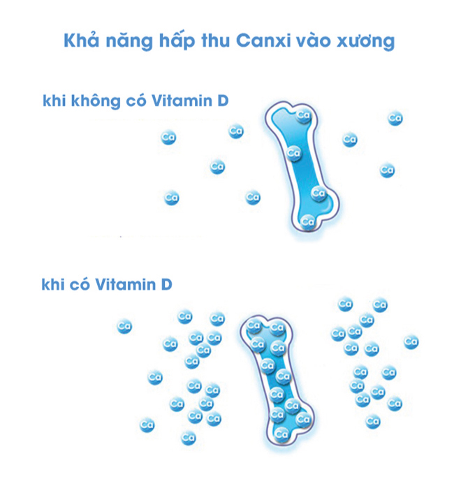 Khả năng hấp thu canxi vào xương 