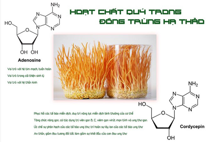 hoạt chất trong đông trùng hạ thảo