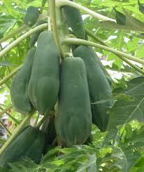 32 Những Món Ăn Lợi Sữa