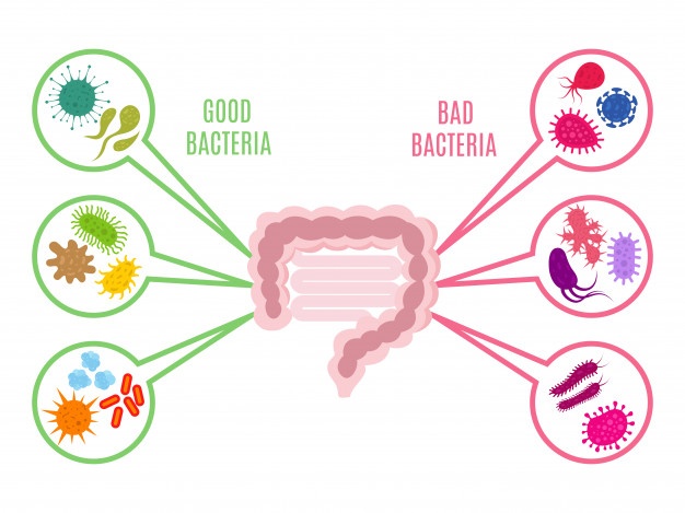Understand the effects of beneficial bacteria in boosting children’s digestive immunity