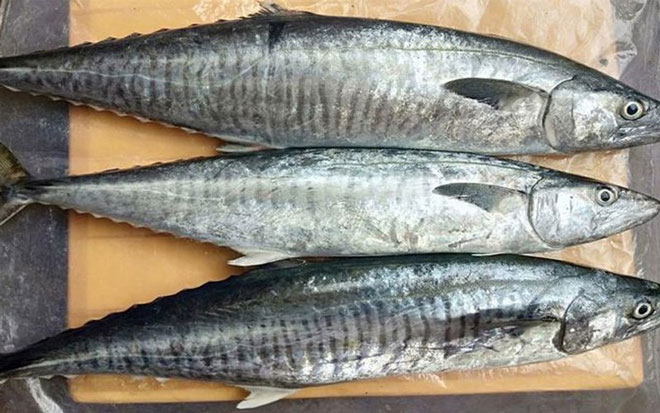 nguoi-gia-nen-an-ca-thu Cá thu chứa nhiều dưỡng chất tốt cho người già