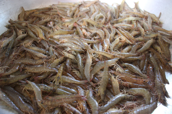 Hàm lượng Canxi trong tôm đồng cao giúp người già cân bằng huyết áp cũng như phòng chống loãng xương