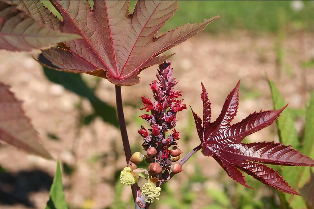cây thầu dầu chữa xương khớp