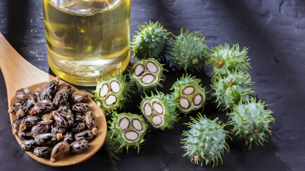 cây thầu dầu chữa xương khớp