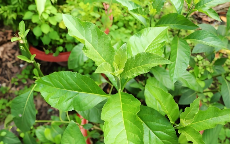 cây mật gấu chữa xương khớp