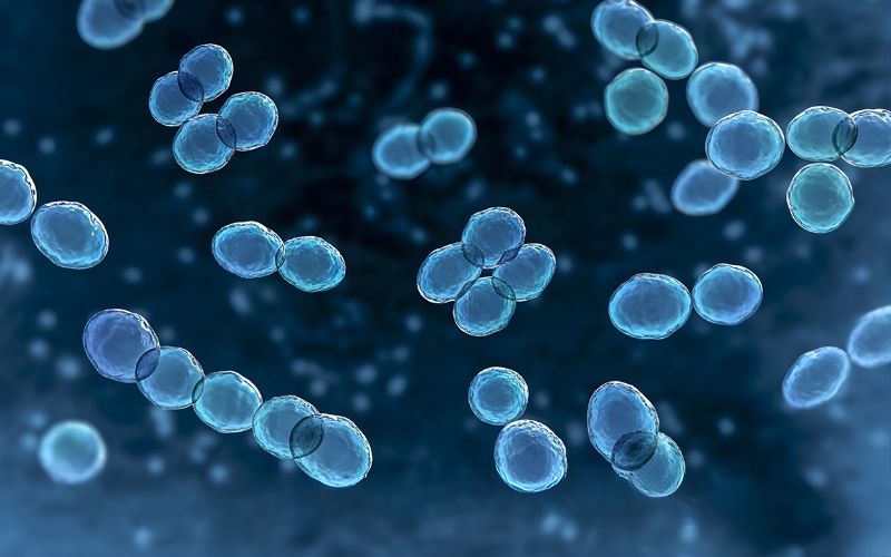 lợi khuẩn là gì