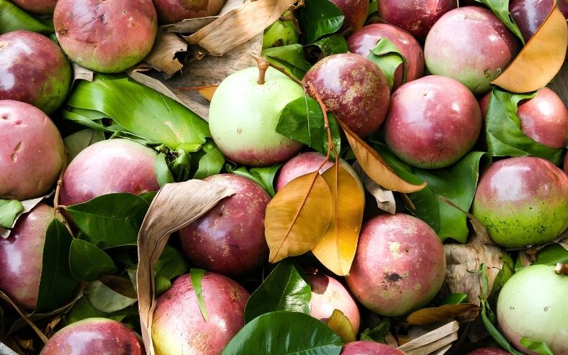 tiểu đường ăn vú sữa được không